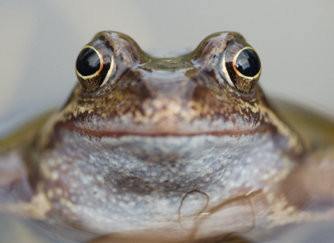 Common frog