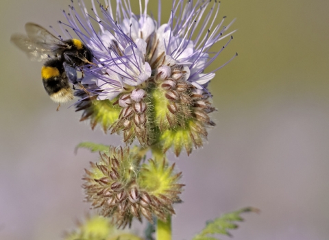 Bee on flower