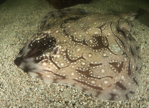 Undulate ray | Avon Wildlife Trust