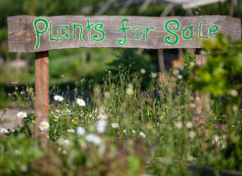 Plants for Sale sign