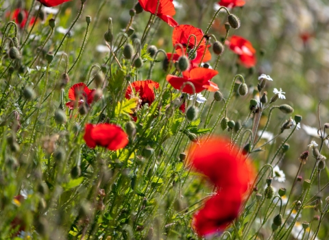 Poppies and ox-eye daisies at Feed Bristol