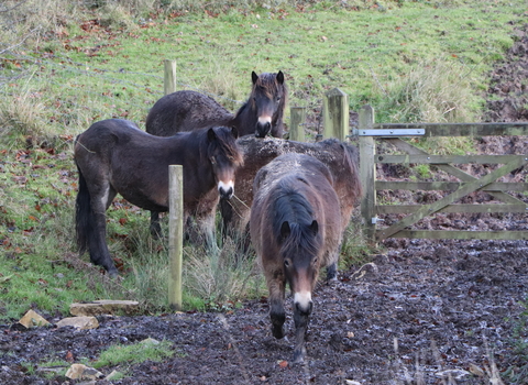 Exmoor ponies