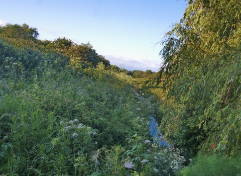 Saltmarsh Drive rhine