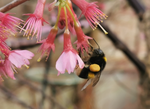 Bumblebee