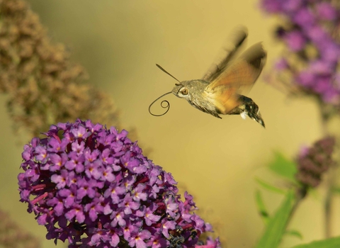 Hummingbird hawkmoth