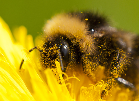 Bee on dandelion 