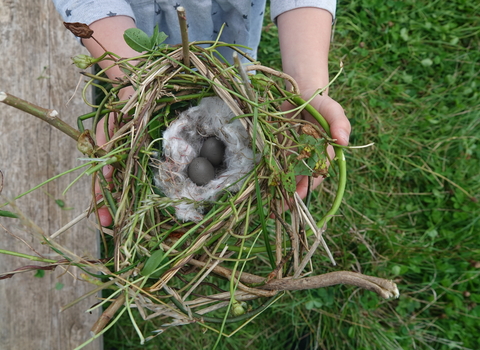 Nest