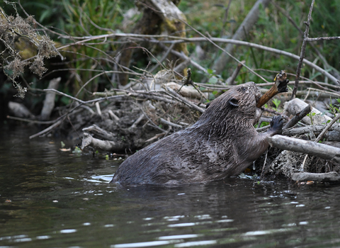 Beaver