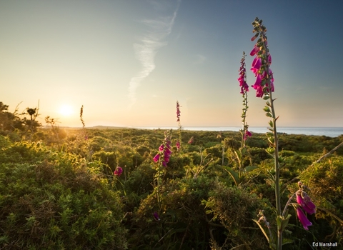 Foxglove meadow