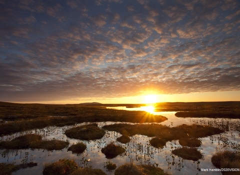 Wetland