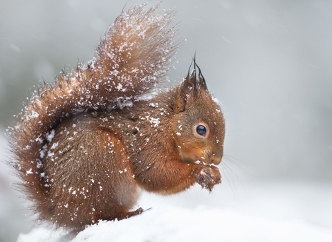 Red Squirrel