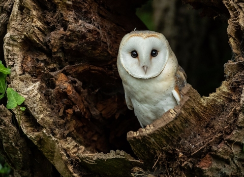 Owl