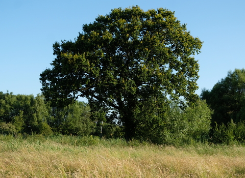 Lawrence Weston Moor