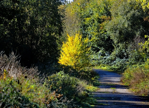 My Wild City - Saltmarsh Drive Open Space