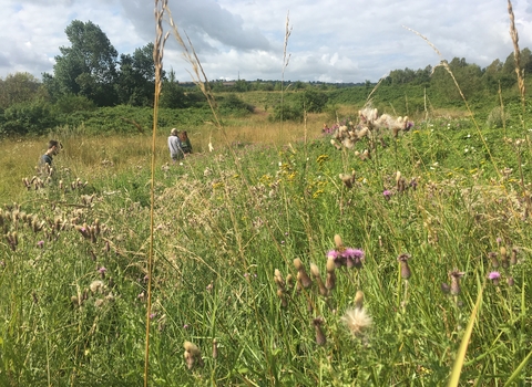 Hawkfield Meadow