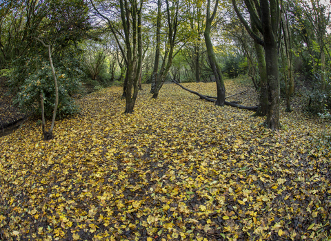 Coombe Brook Valley