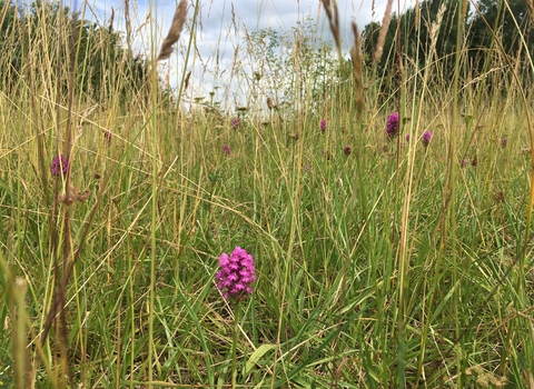 Pyramidal Orchid