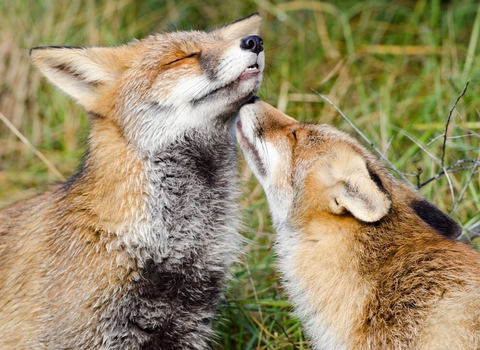 Foxes