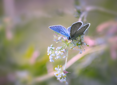 common blue butterfly