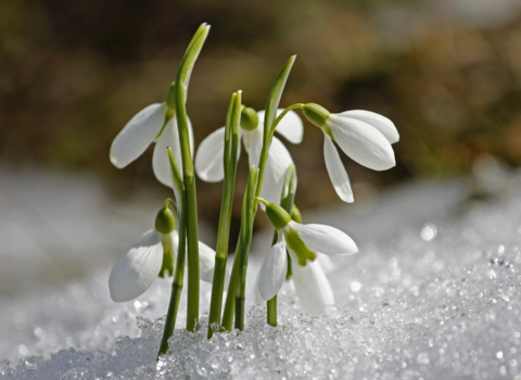 Snowdrops