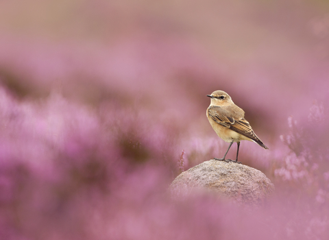 wheatear