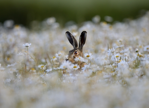 Daisies and hare
