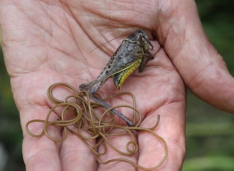 Horsehair worm