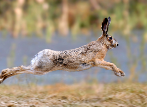 Hare running