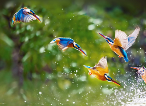 Kingfishers