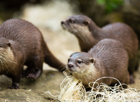 Otters