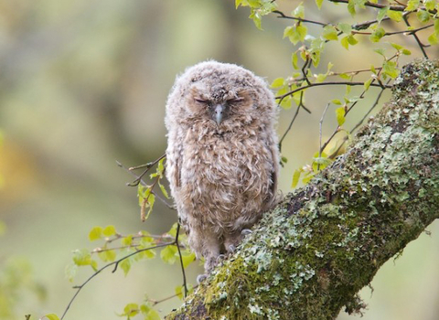 Tawny fledgling