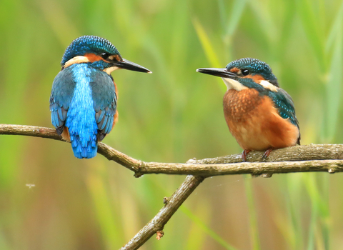 Kingfisher wildlife trust