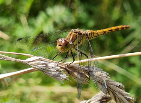 Common Darter Jamie Kingscott