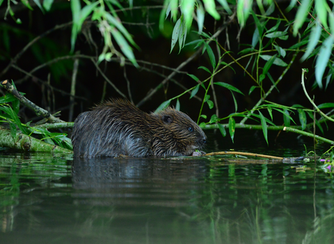 Beaver in water