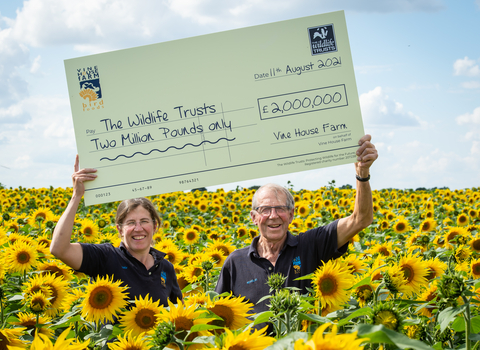 Lucy Taylor & Nicholas Watts surrounded by sunflowers