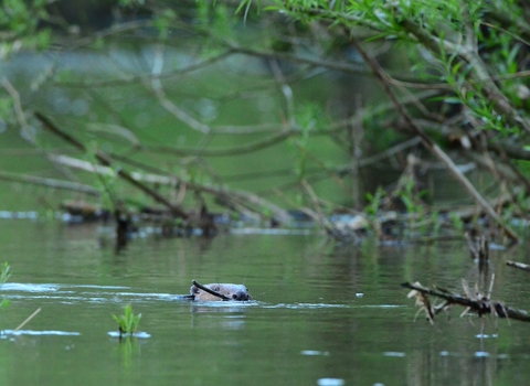 Beaver in Avon catchment