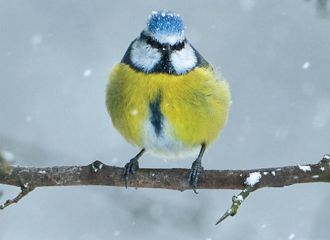 Blue tit in the snow