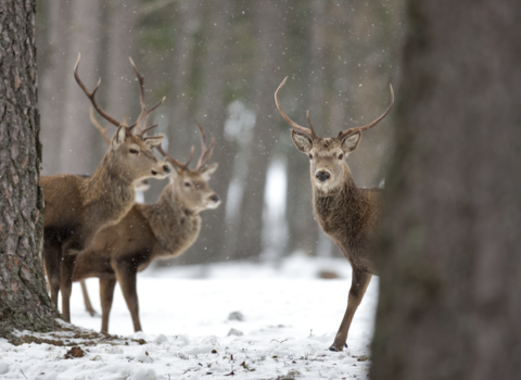 Deer in a snowy woodland