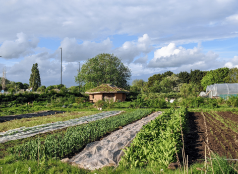 Picture of the Grow Wilder Site 