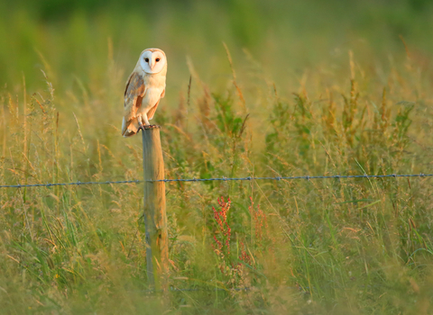 barn owl sat on a fence post