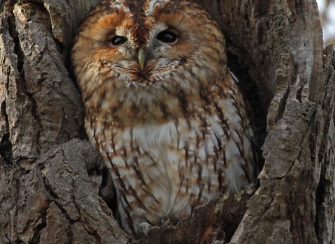 Tawny owl