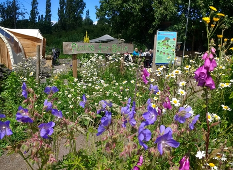 Wildflowers and a 'plants for sale sign' at Grow Wilder