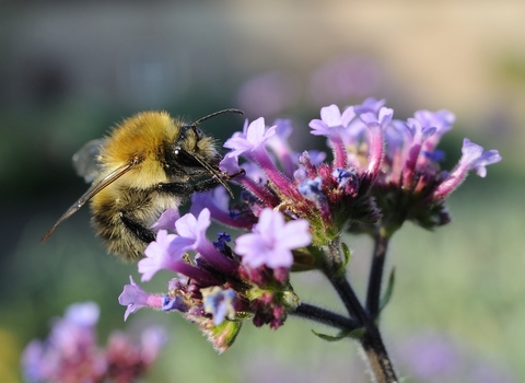 Carder bumblebee. Credit_ Nick Upton-2020VISION