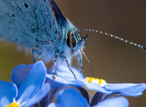 A holly blue butterfly