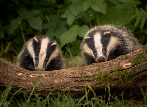 Ready, sett, go! Why badgers are brilliant for biodiversity | Avon ...