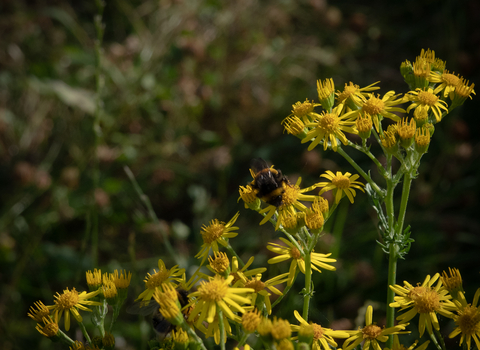 Bumble Bee on Ragwort Stephanie Chadwick