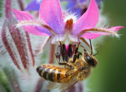 European Honey Bee Borage 2 Stephanie Chadwick