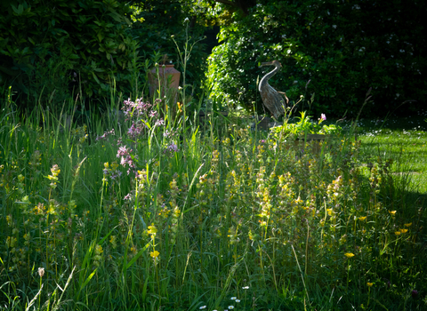 ragged robin, yellow rattle, daisy, red clover, buttercup , ox-eye daisy meadow Stephanie Chadwick