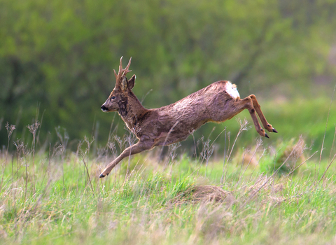 Deer running through grass