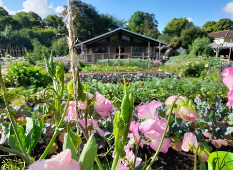 Redcatch Community Garden allotment